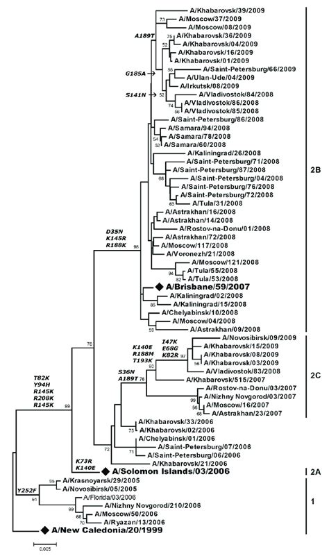 Ha Phylogenetic Tree Of Influenza A H N Viruses The Tree Was