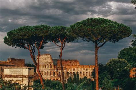 Pini di Roma a rischio Ecco cos è quella sostanza che fa cadere gli aghi