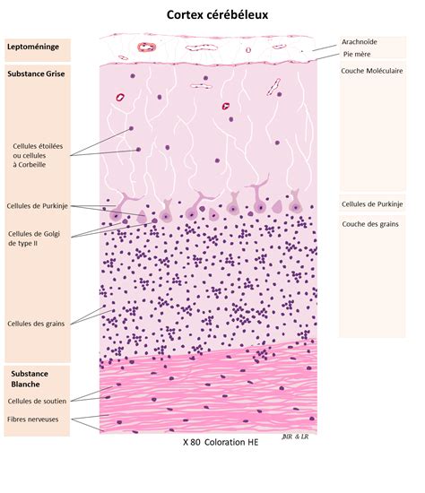 Histologie Et Pathologie Des Organes