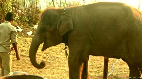 ICYMI Tourists In India Are Eager To Meet The Elephants That Featured