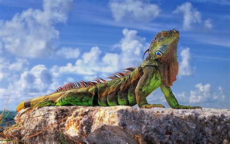 Reptile Wallpapers - Top Free Reptile Backgrounds - WallpaperAccess