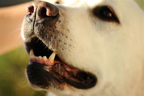 The Most Effective Way to Save Your Choking Dog's Life - PetHelpful