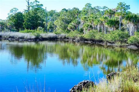 Florida beach and swamp stock image. Image of apartment - 181573721