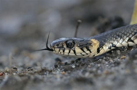 Cabeza De La Serpiente De Hierba Natrix Natrix Gateando Mostrando Su