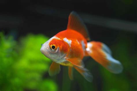 Los Peces Ideales Para Tu Acuario Mascotalia