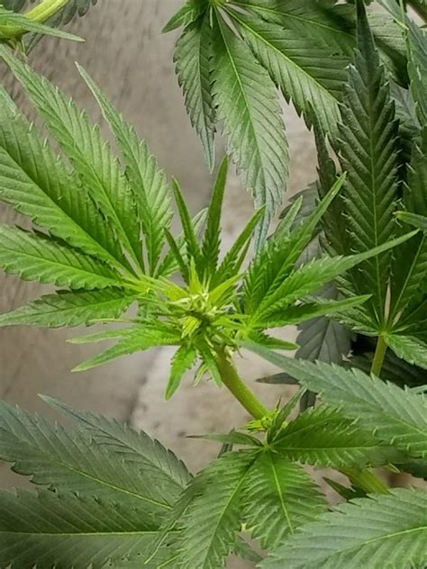 Bud development time lapse - Videos - I Love Growing Marijuana Forum