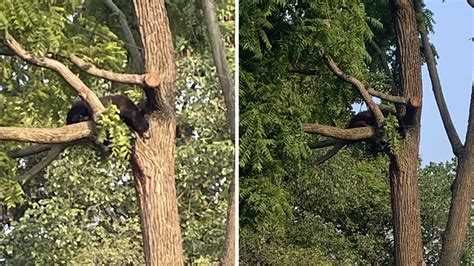 Capturan A Oso Negro Que Merodeaba Por Un Vecindario En Washington Dc