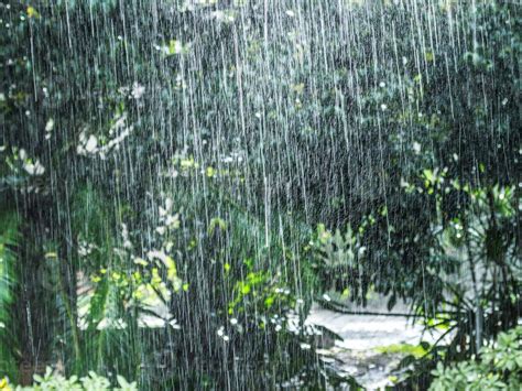 Rain Heavy Rain At A Park Rain In The Forest Rain In The Woods Heavy