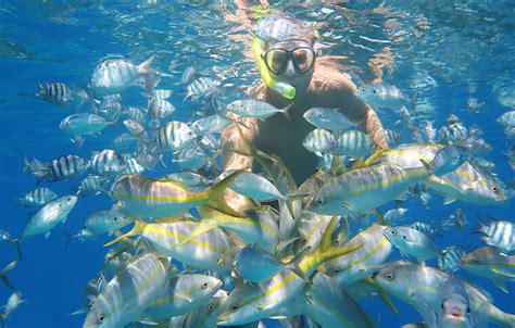 Puerto Plata Snorkeling Excursion | SeaPro Divers