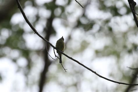 Rn3a1284 American Grey Flycatcher Kenny Flickr