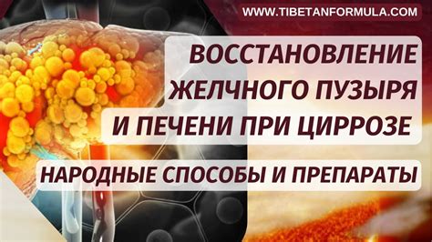 Восстановление желчного пузыря и печени при циррозе: народные способы и ...