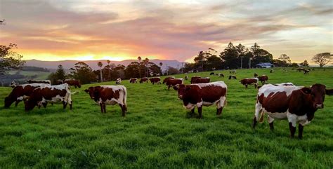 Fairfield Family Farm | Food Fairness Illawarra