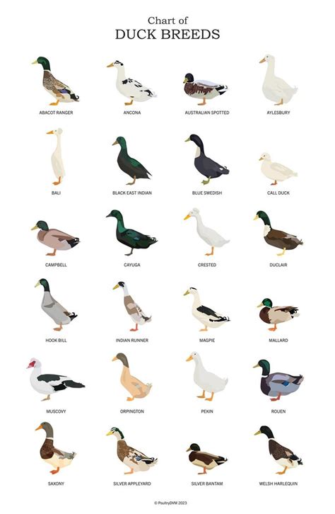 Chart Of Duck Breeds Art Poster Duck Lover Waterfowl Art Duck Art Print