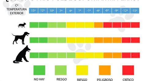 Cuidado con el frío y tu perro esta es la temperatura mínima que llega