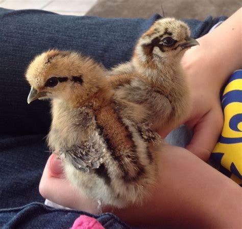 Lovely Partridge Silkie Chicks Silkie Chickens Silkies Animals