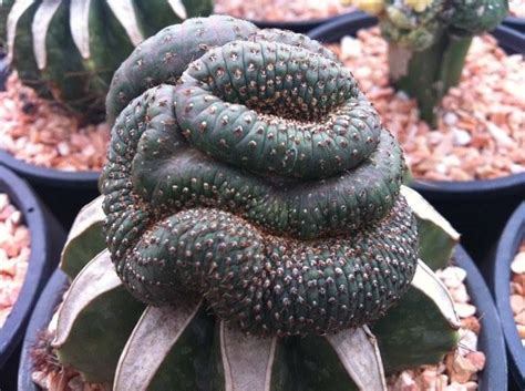 Pin By Rildus On Kaktuszok Cactus Plants Planting Succulents Cacti