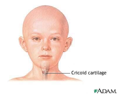 Cricoid Cartilage