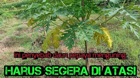 Cara Mengatasi Daun Pepaya Menguning Akibat Jamur Youtube