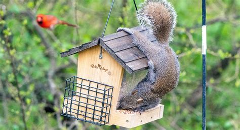 How To Keep Squirrels Off Bird Feeders Osjl Inspires