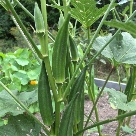 Jambalaya Okra F1 Hybrid 55 Days Pinetree Garden Seeds