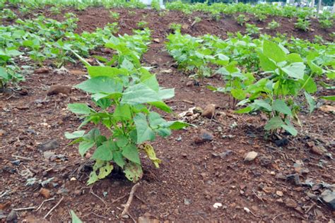 Na Regi O Rea De Cultivo De Feij O Aumenta R Dio Independ Ncia