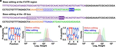 Diversifying 5 UTR And Promoter By BETTER For Regulating Gene