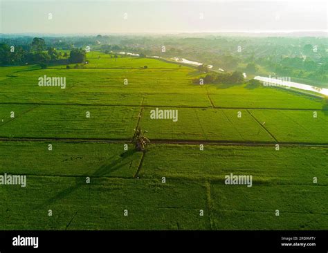 Arial View Of Green Paddy Field On East Asia During Sunrise Stock Photo