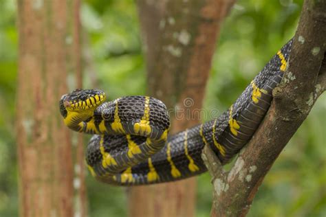 Boiga Dendrophila Gemeinhin Als Mangrove Schlange Oder Goldgefleckte