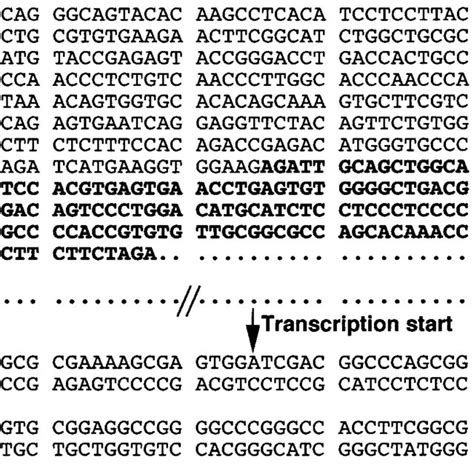 Dna Sequence Of The Flanking Region And Part Of The Coding Region Of