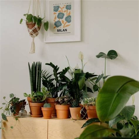 Feng Shui Las Plantas Que Atraen El Dinero Y La Abundancia Y No