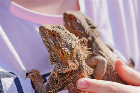 Male Vs Female Bearded Dragon How To Tell The Difference