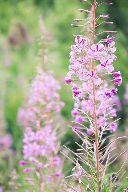 Flores Sally Floreciente Fireweed Foto Gratis En Pixabay Pixabay