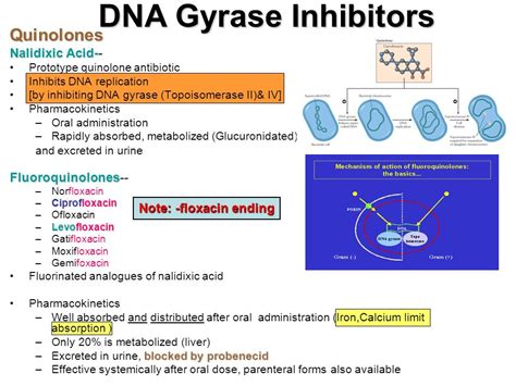 Quinolone antibiotics names