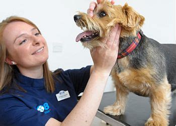 3 Best Vets In Solihull UK Expert Recommendations