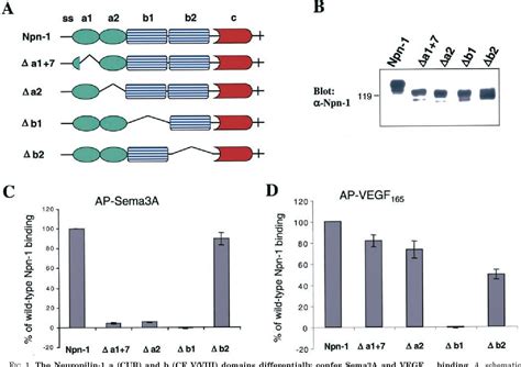 Figure From Characterization Of Neuropilin Structural Features That