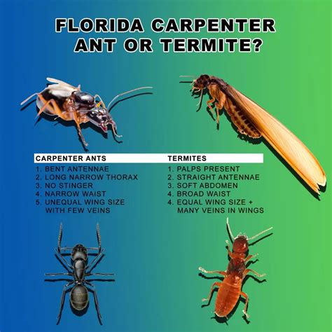 Termites: Carpenter Ants vs Termites – Which Is Worse?