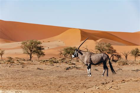 The World S Oldest Desert Why You Must See Namibia Boo Roo And