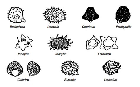 Caracteristicas