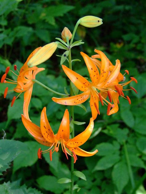 Лилия двурядная (Lilium distichum Nakai)