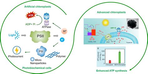 Improve Photosynthesis Performance Via Photosystem Ii Based Biomimetic