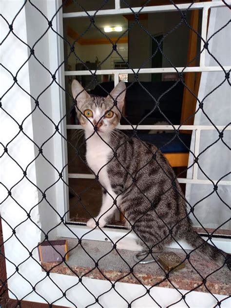 Redes de Proteção para Gatos Curitiba Tela Segura Gatinho