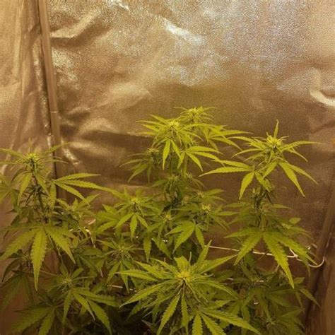 Sensi Seeds Sensi Purple Kush Feminized Grow Diary Journal Week5 By