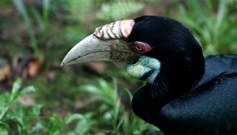 Burung Enggang Dikeramatkan Oleh Suku Dayak Ini Alasannya