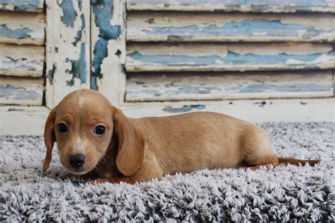 Puppies For Sale A Mazen Farmyard