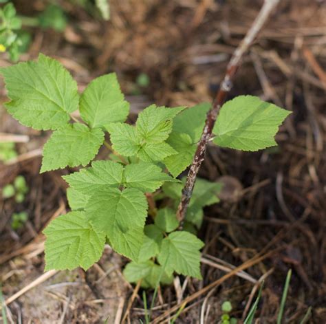 Raspberry Leaf Tea Side Effects Diarrhea – Raspberry