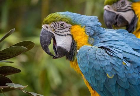 O Que Significa Sonhar Com Arara Azul - O que significa sonhar com arara? - Interpretação de sonhos