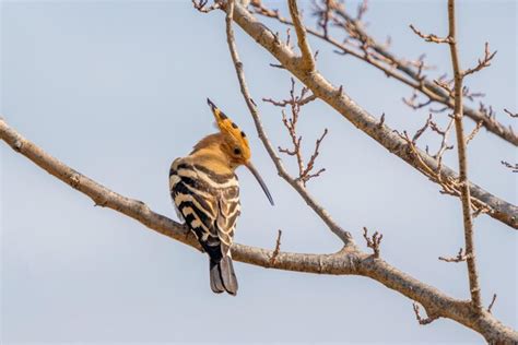 Premium Photo The Eurasian Hoopoe Upupa Epops Is The Most Widespread