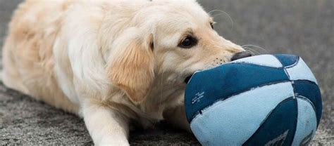 Top 26 Best Toys For A Golden Retriever