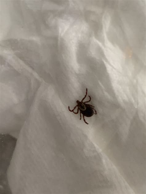 Types Of Ticks In Tennessee - US Pest Protection