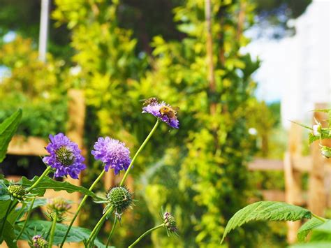 NEGOPLANTES Nurseries Gardening At 13 Rue Edmond Rostand Le